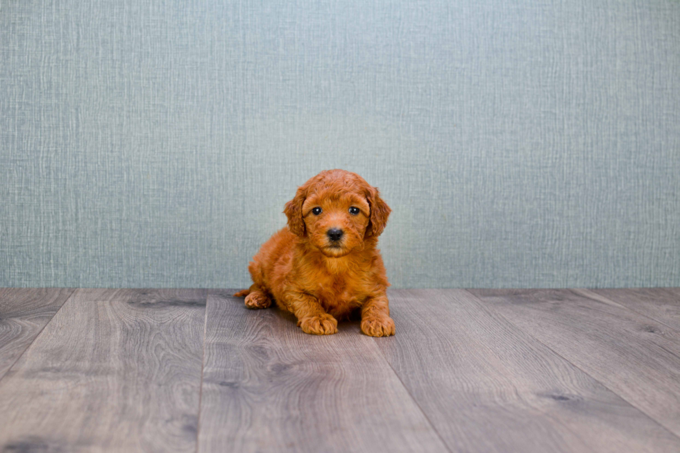 Best Mini Goldendoodle Baby