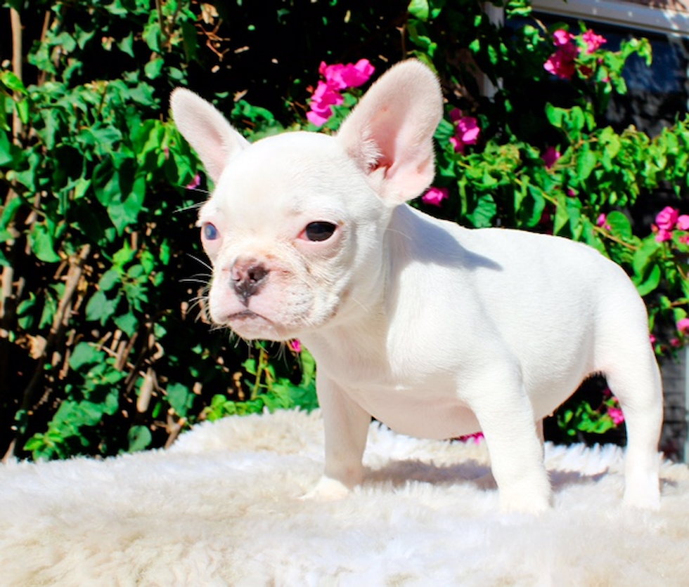 French Bulldog Pup Being Cute