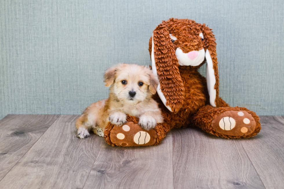 Morkie Pup Being Cute