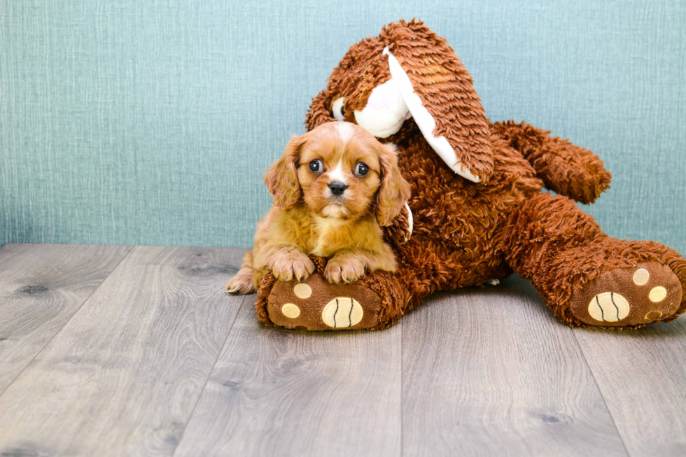 Best Cavalier King Charles Spaniel Baby