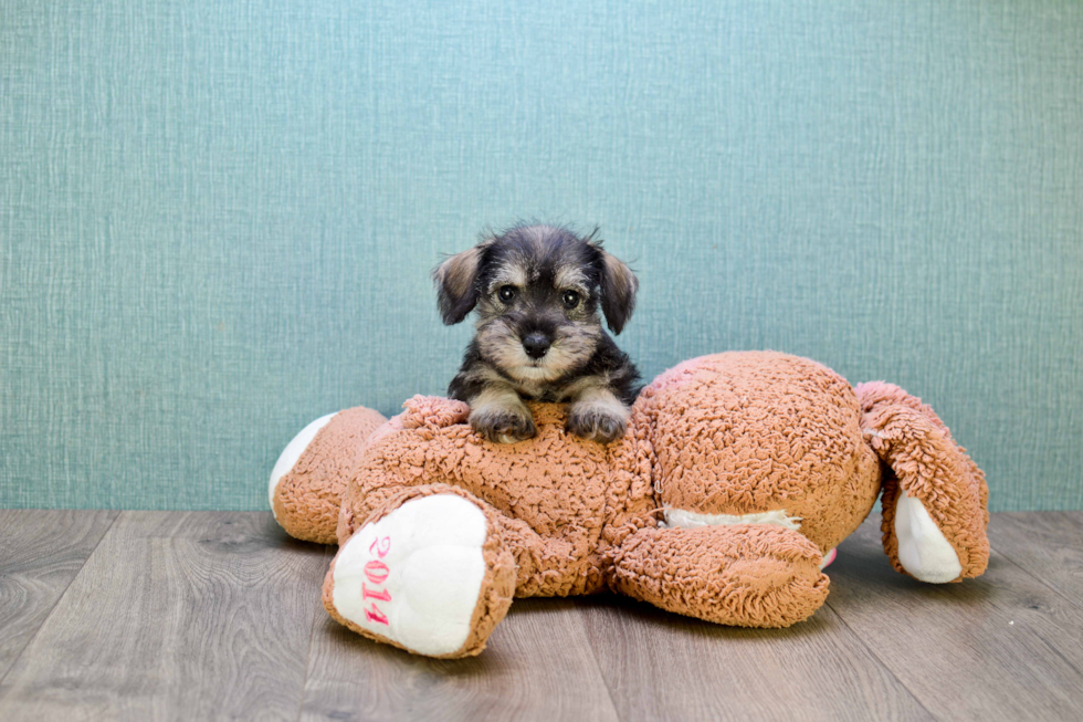 Cute Mini Schnauzer Mix Puppy