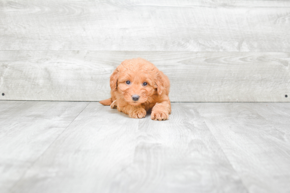 Best Mini Goldendoodle Baby