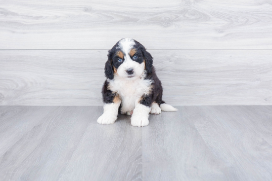 Energetic Mini Berniedoodle Poodle Mix Puppy