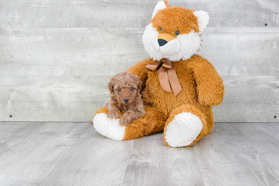 Small Mini Goldendoodle Baby