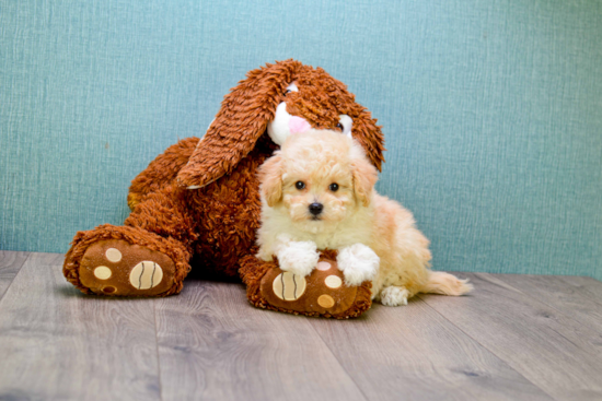 Maltipoo Pup Being Cute