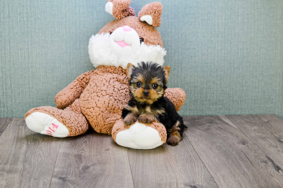 Meet Ronaldo - our Yorkshire Terrier Puppy Photo 