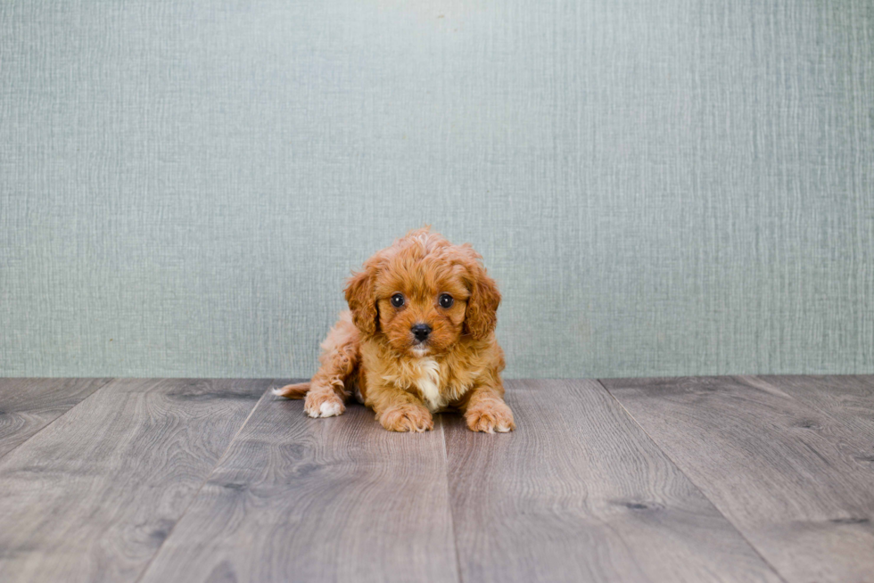 Cavapoo Puppy for Adoption