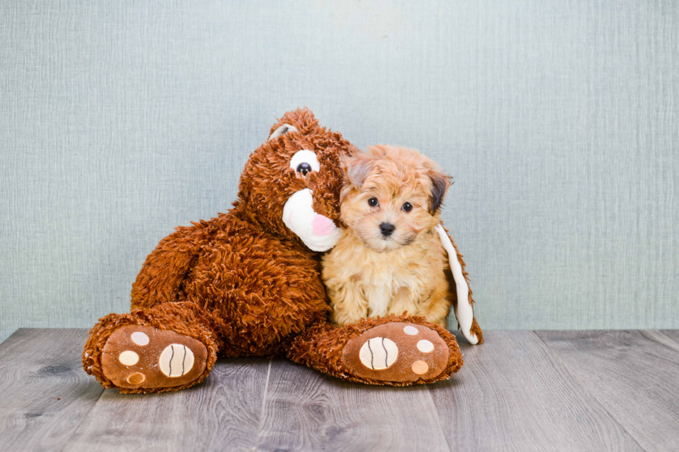 Best Mini Aussiedoodle Baby
