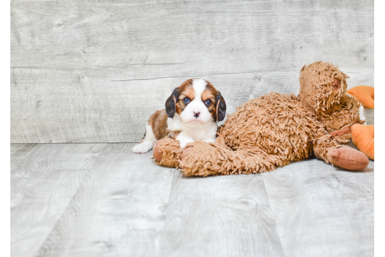 Popular Cavachon Designer Pup