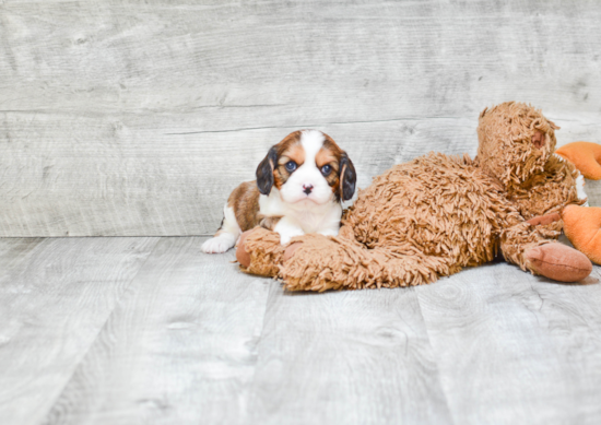 Popular Cavachon Designer Pup