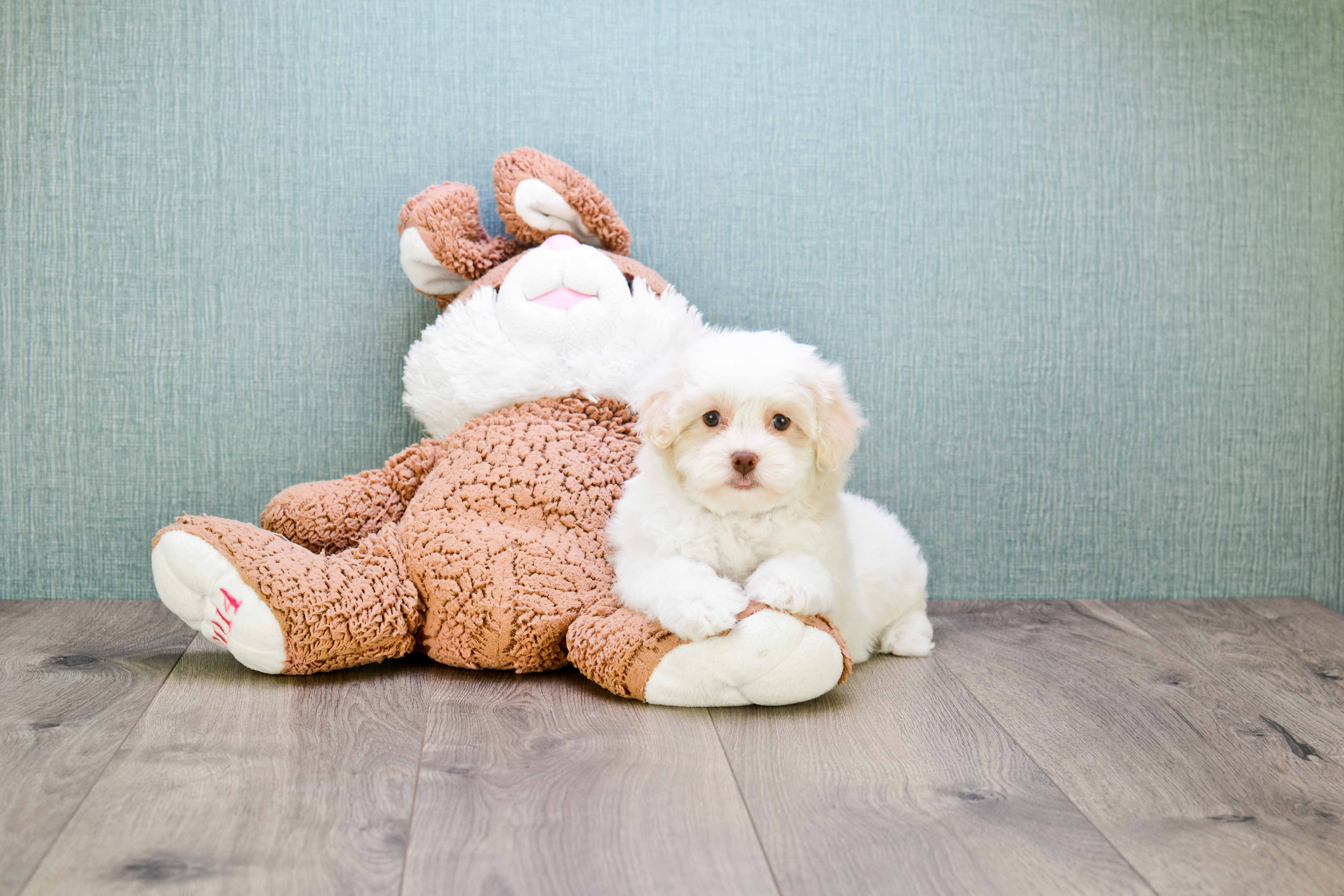 Funny Havanese Purebred Pup