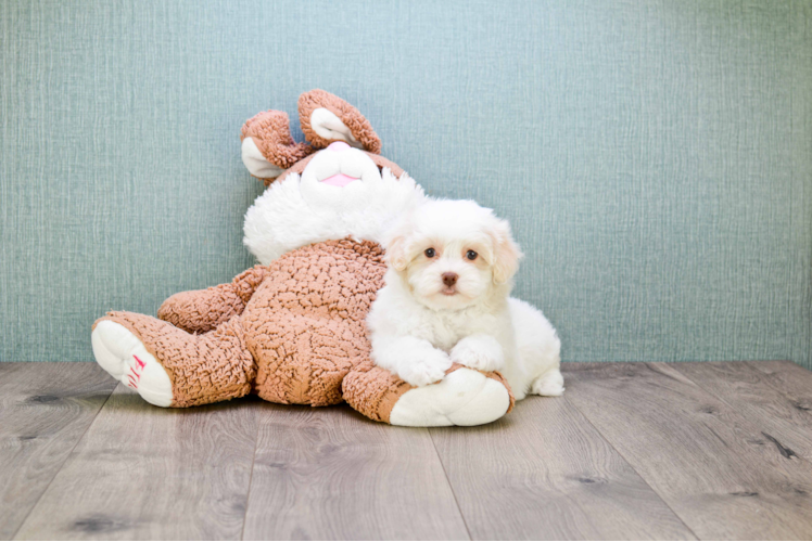 Funny Havanese Purebred Pup