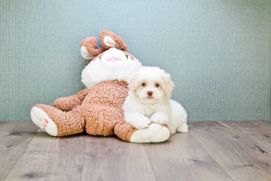 Funny Havanese Purebred Pup