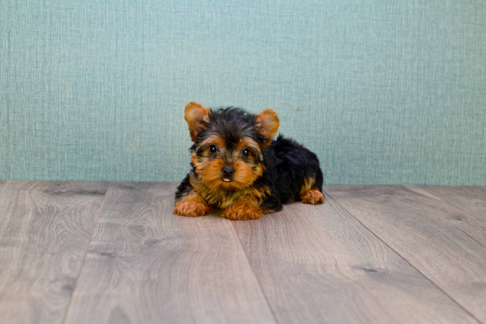 Meet Izzie - our Yorkshire Terrier Puppy Photo 