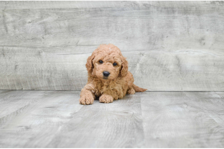 Happy Mini Goldendoodle Baby