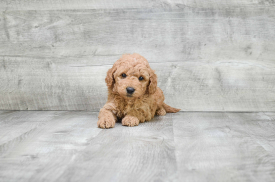 Happy Mini Goldendoodle Baby