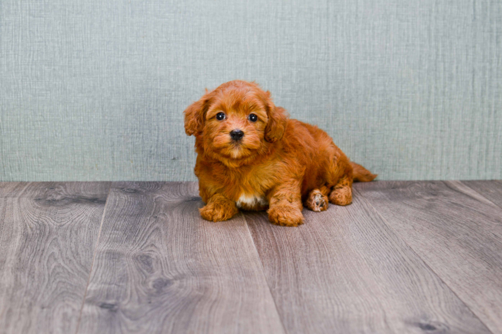 Hypoallergenic Golden Retriever Poodle Mix Puppy