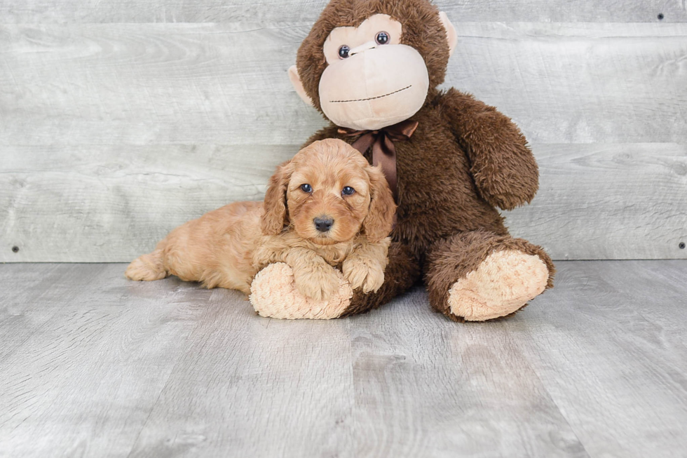 Mini Goldendoodle Puppy for Adoption