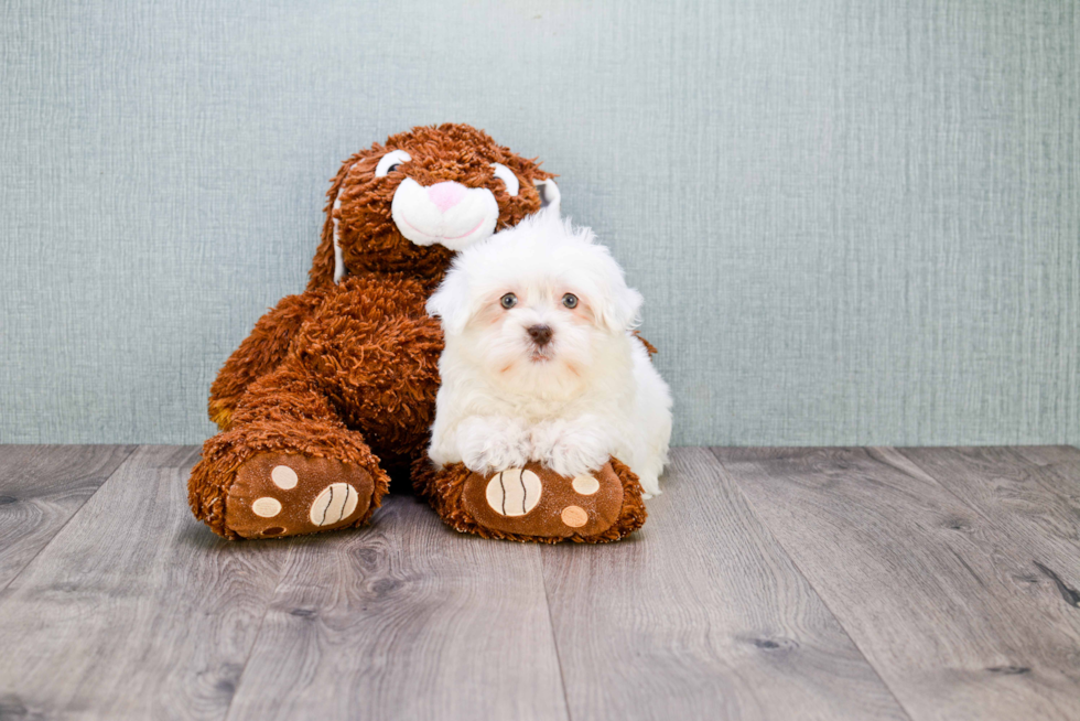 Adorable Havanese Purebred Puppy