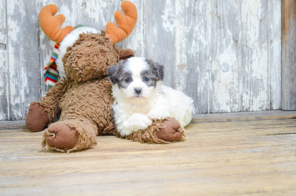 Teddy Bear Puppy for Adoption