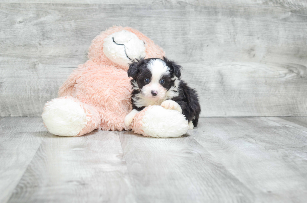 Hypoallergenic Aussiepoo Poodle Mix Puppy