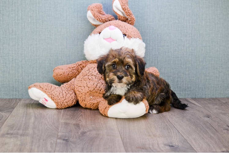 Adorable Havanese Purebred Puppy