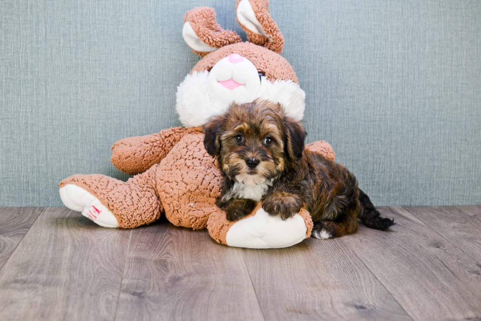 Adorable Havanese Purebred Puppy