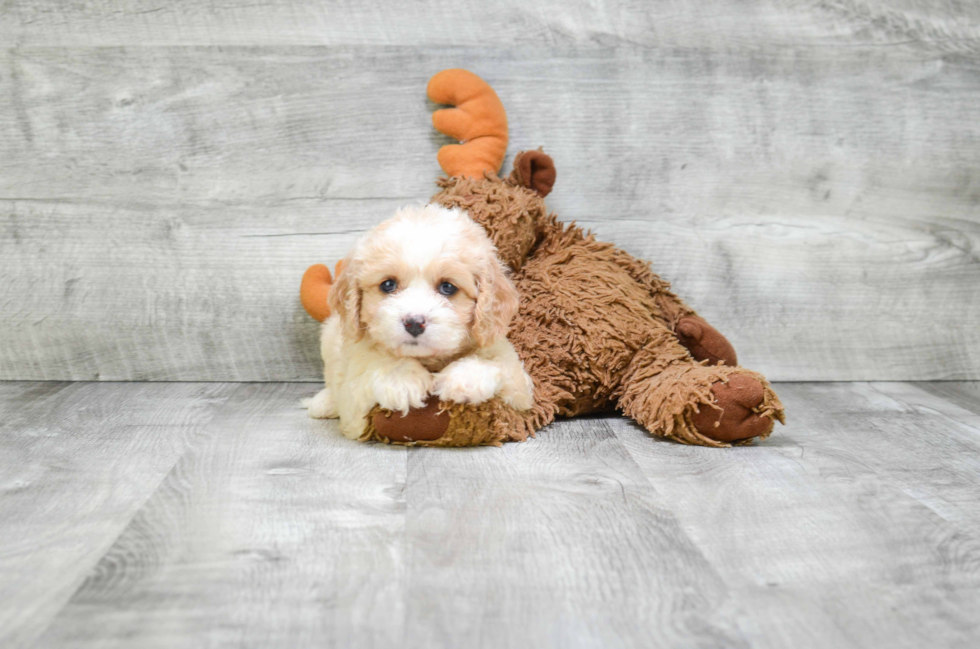 Cavachon Puppy for Adoption