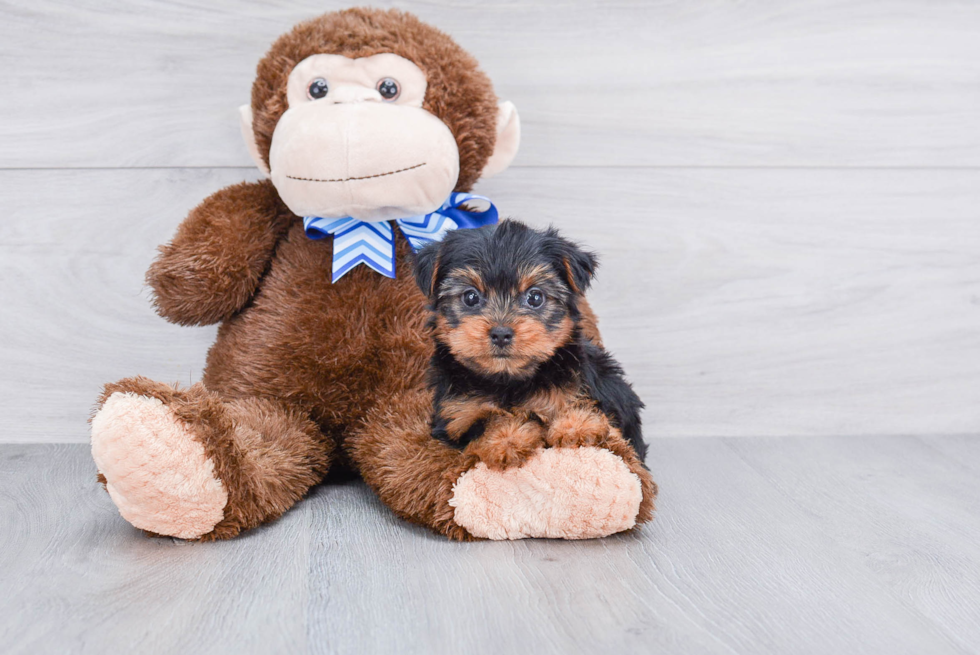 Meet Capone - our Yorkshire Terrier Puppy Photo 