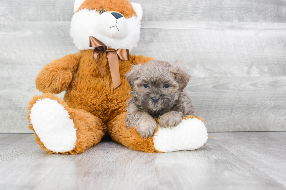 Smart Teddy Bear Designer Pup