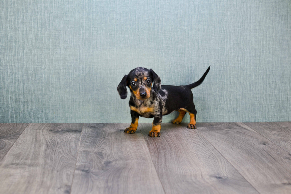 Dachshund Pup Being Cute