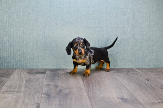 Dachshund Pup Being Cute