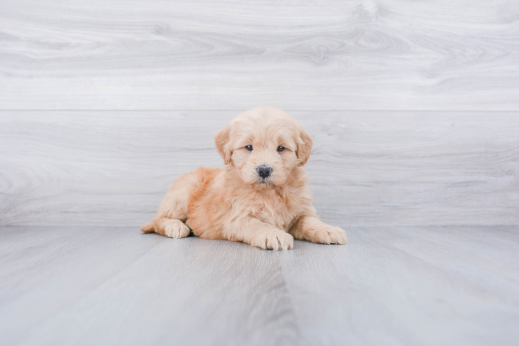 Petite Mini Goldendoodle Poodle Mix Pup