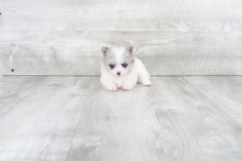 Cute Pomeranian Purebred Puppy