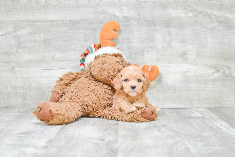 Cavapoo Puppy for Adoption