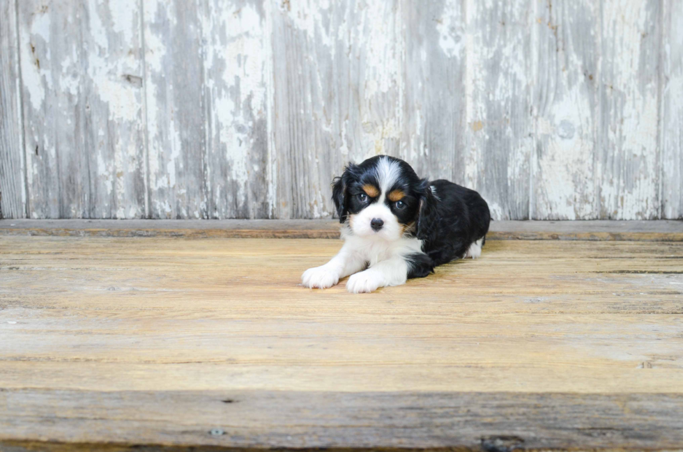 Cavalier King Charles Spaniel Pup Being Cute