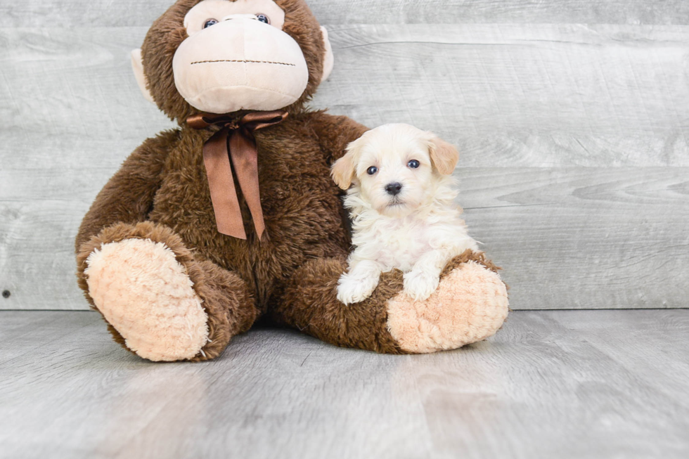 Best Maltipoo Baby