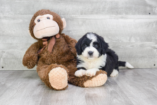 Friendly Mini Bernedoodle Baby