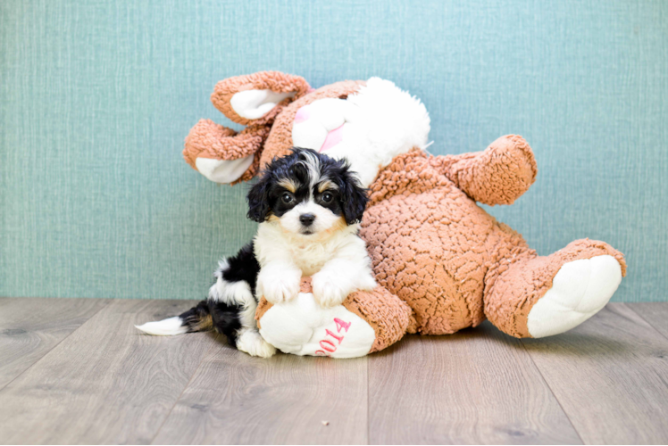 Cavachon Pup Being Cute