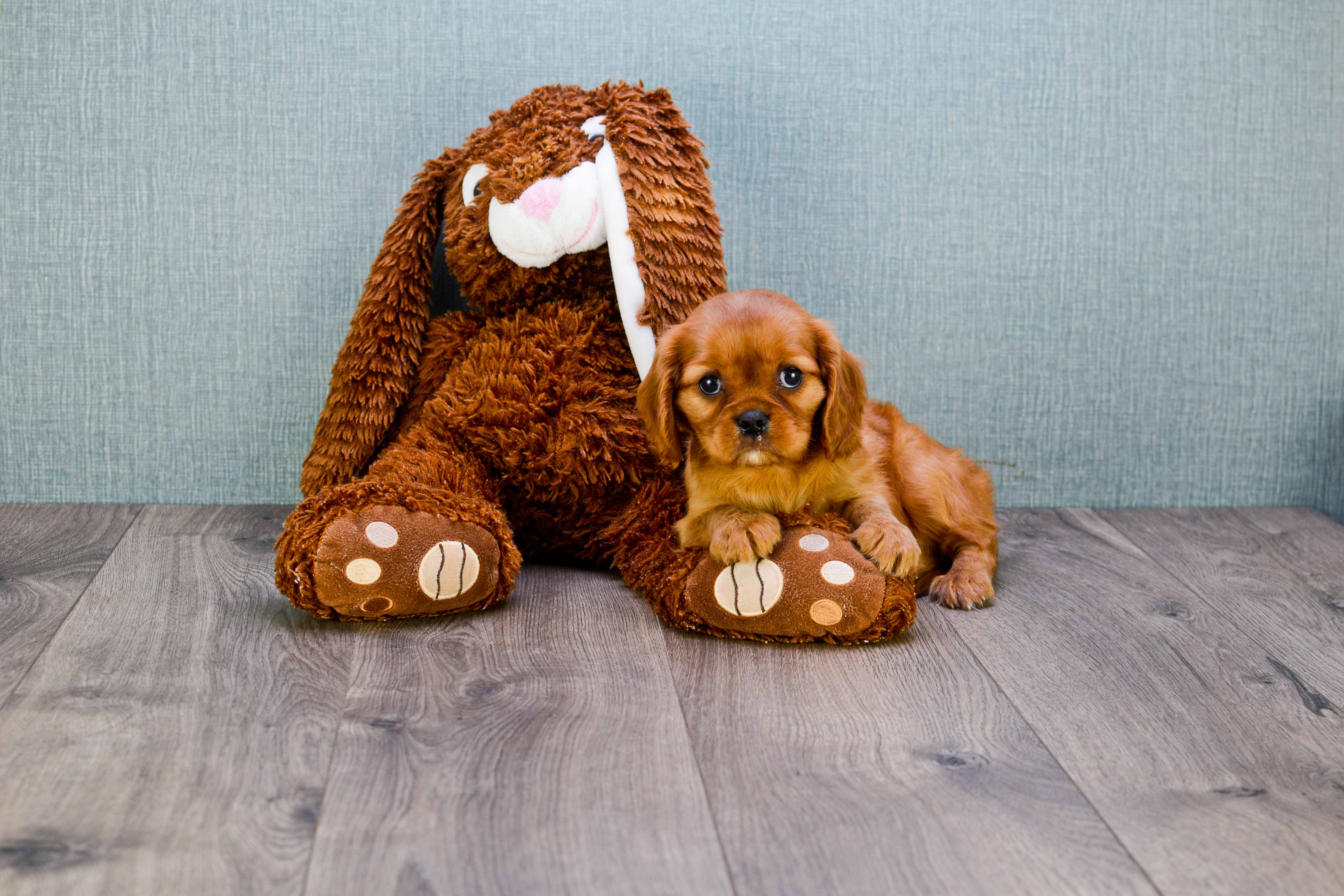 Best Cavalier King Charles Spaniel Baby