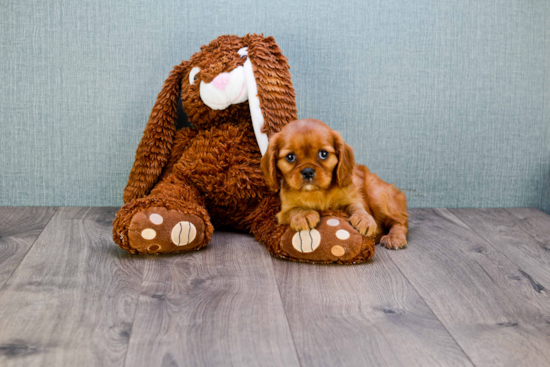 Best Cavalier King Charles Spaniel Baby