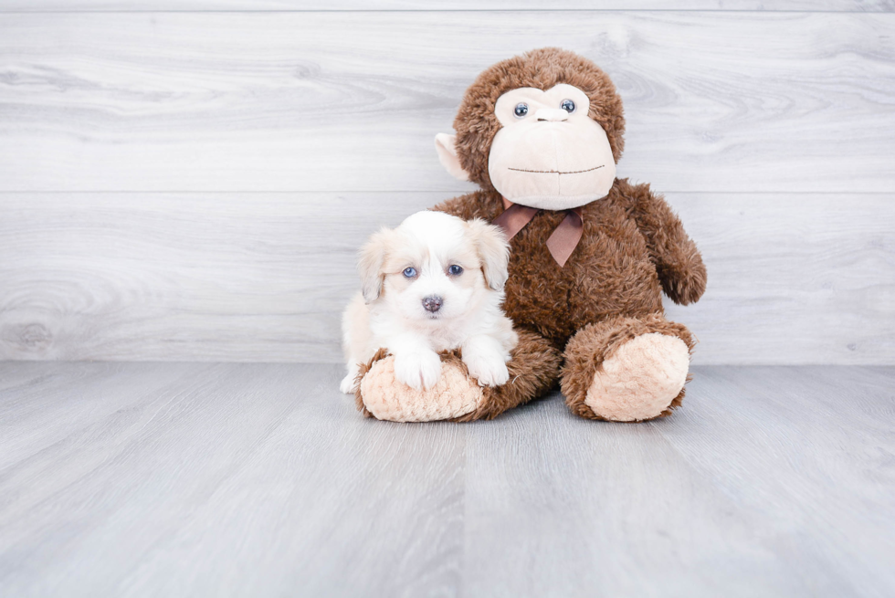 Mini Aussiedoodle Puppy for Adoption