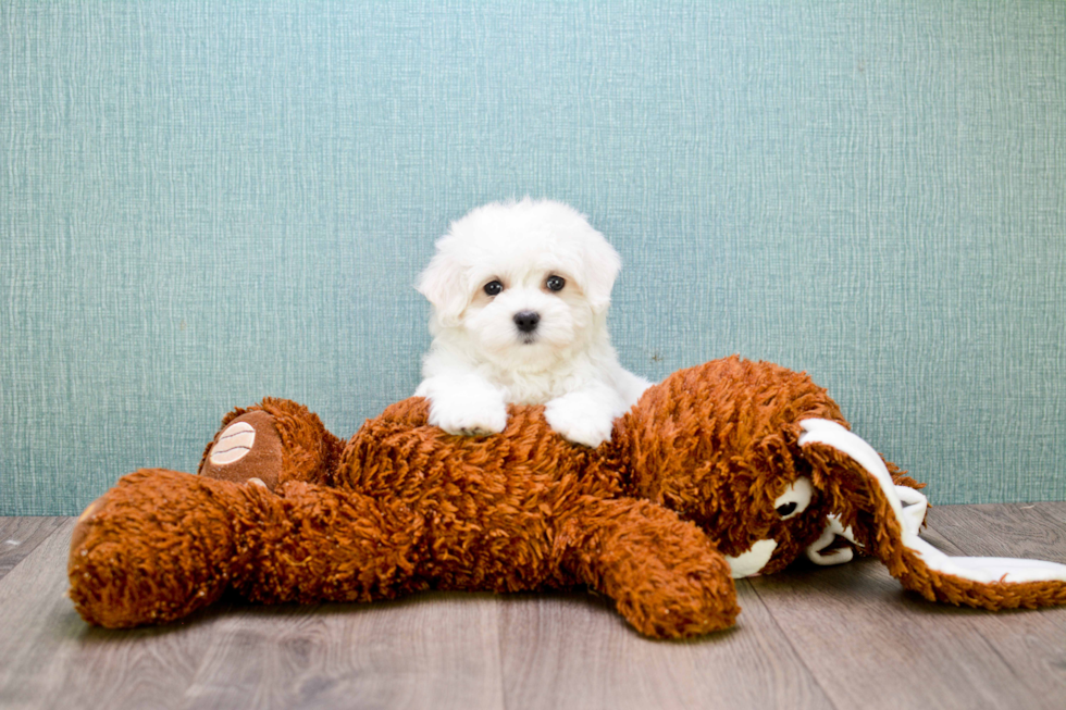 Maltipoo Puppy for Adoption