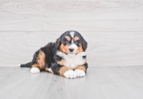 Mini Bernedoodle Puppy for Adoption