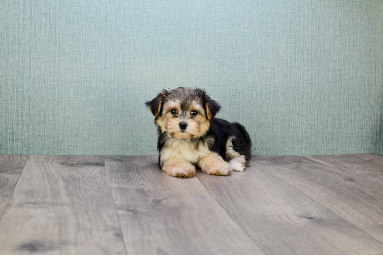 Funny Morkie Designer Pup