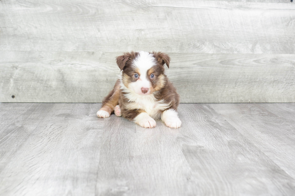 Petite Mini Aussiedoodle Poodle Mix Pup