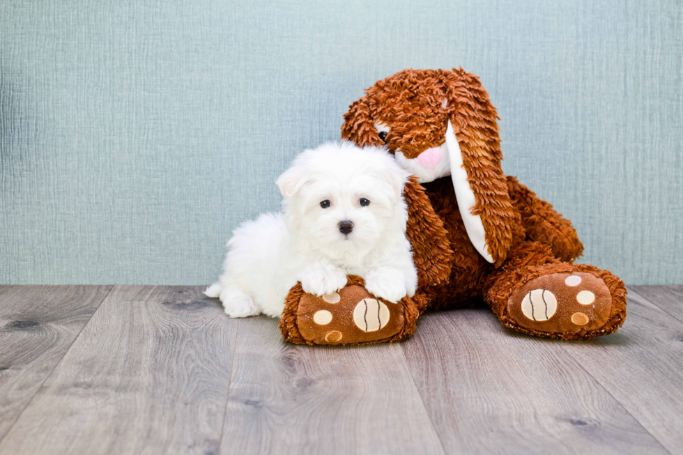 Maltese Pup Being Cute