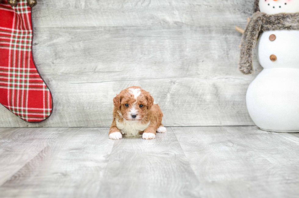 Cavapoo Pup Being Cute