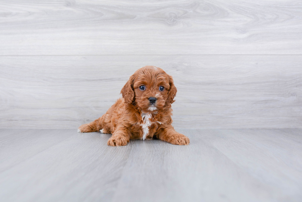 Popular Cavapoo Poodle Mix Pup