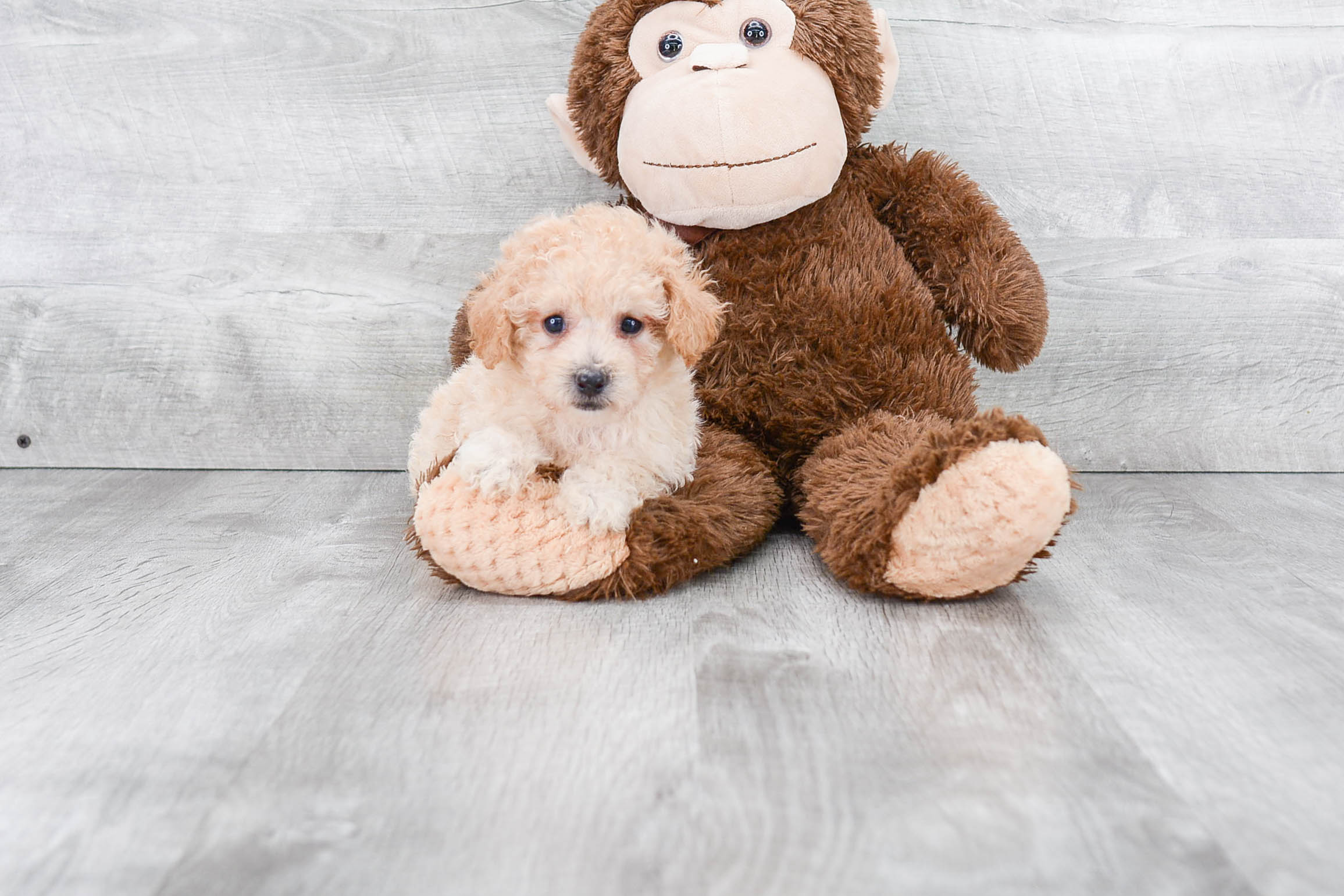 Maltipoo Pup Being Cute
